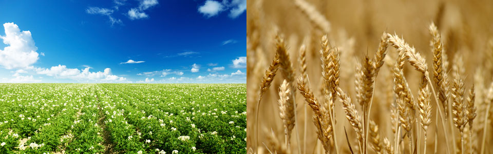 Produção Agrícola